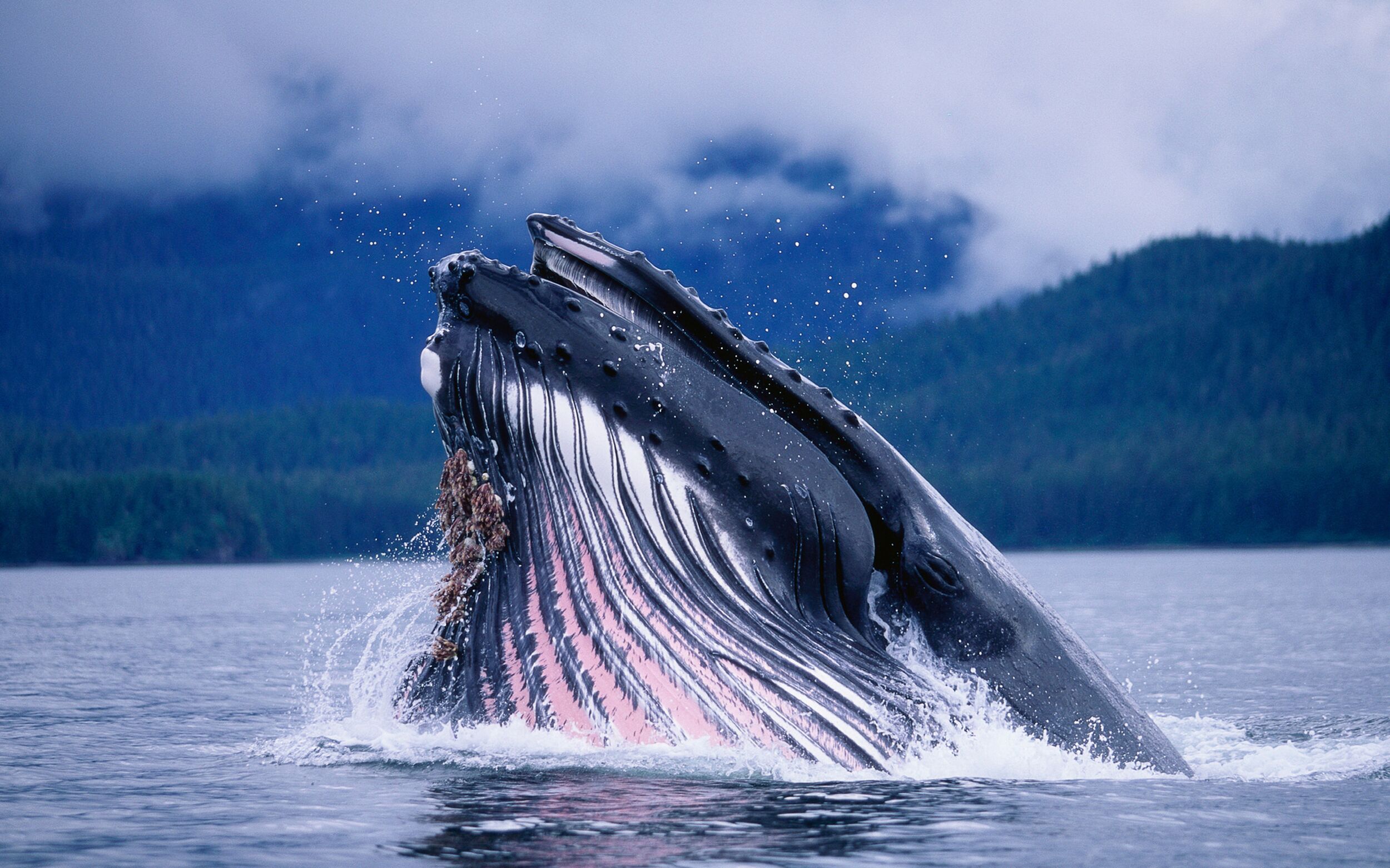 Whale Watching in Larsen Bay Alaska