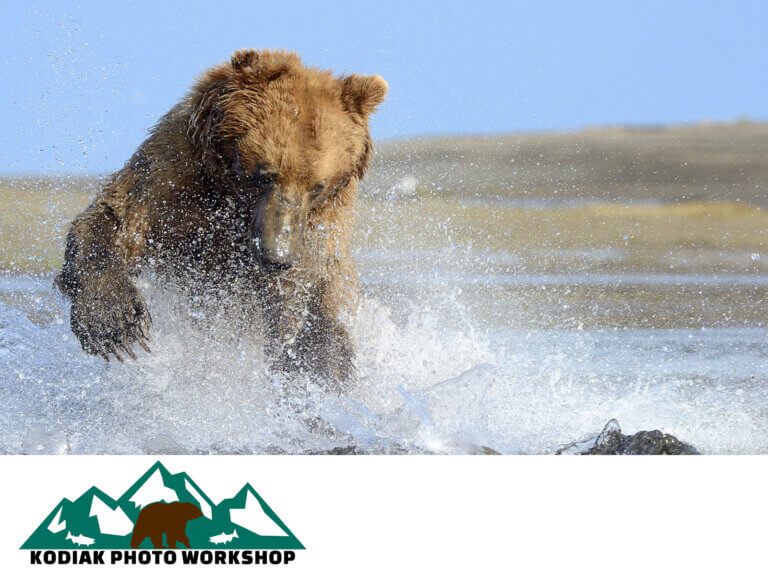 Alaska_Bear_Wildlife 10