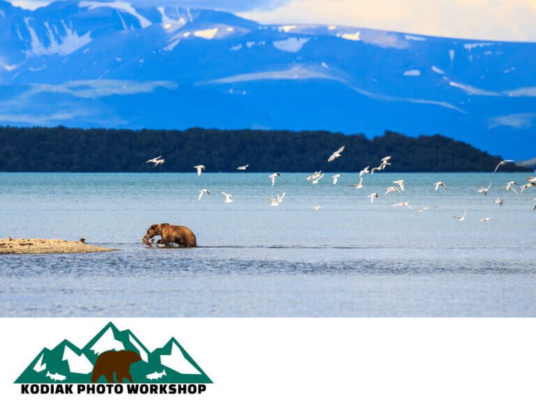 Alaska_Bear_Wildlife 20