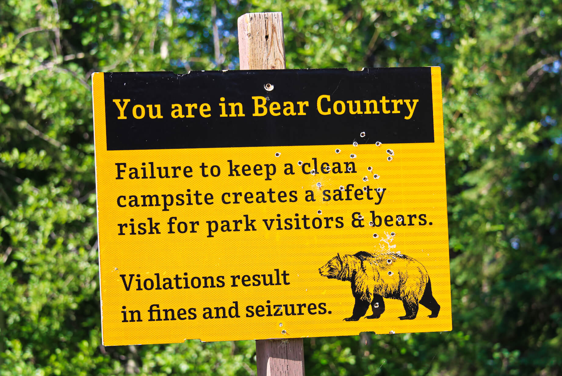 Never Feed Bears Brown bear Safety