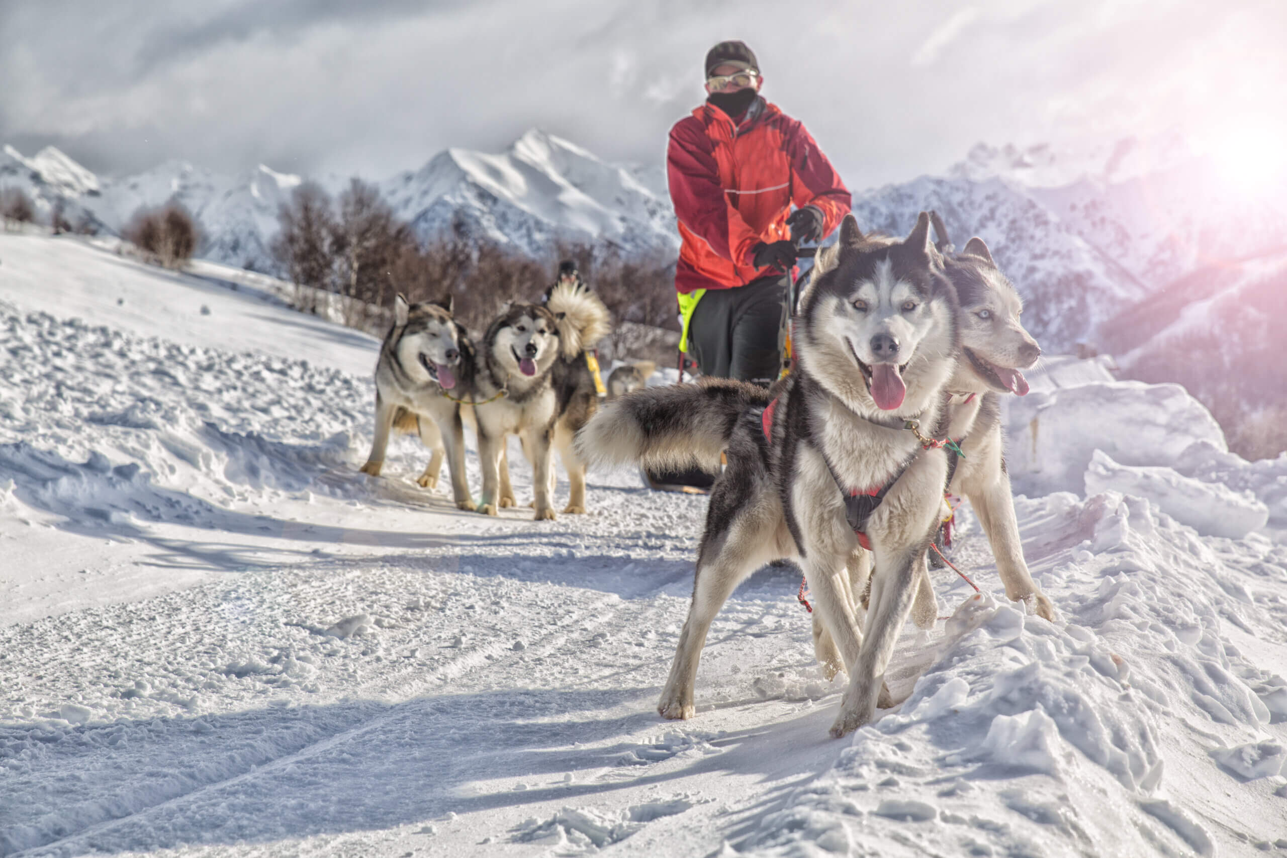 Ride a dog sled in alaksa