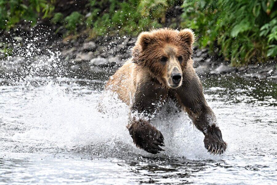 Fat Bear week in Alaska